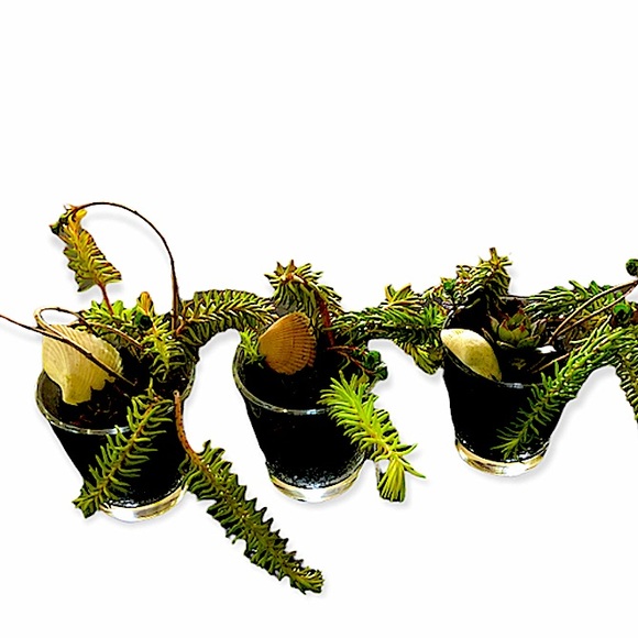 Succulents&Handmade Bead Garland w/ Tassel&Wood Slice with Hand Drawn Art - Picture 8 of 8